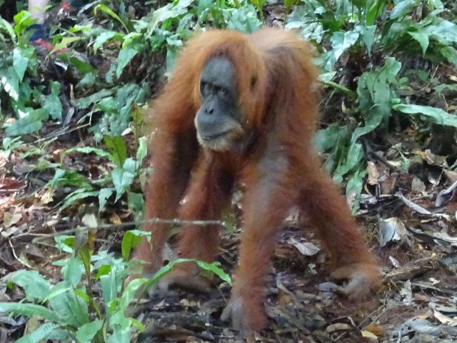 Bukit Lawang